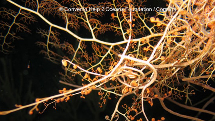 Basket star (16)